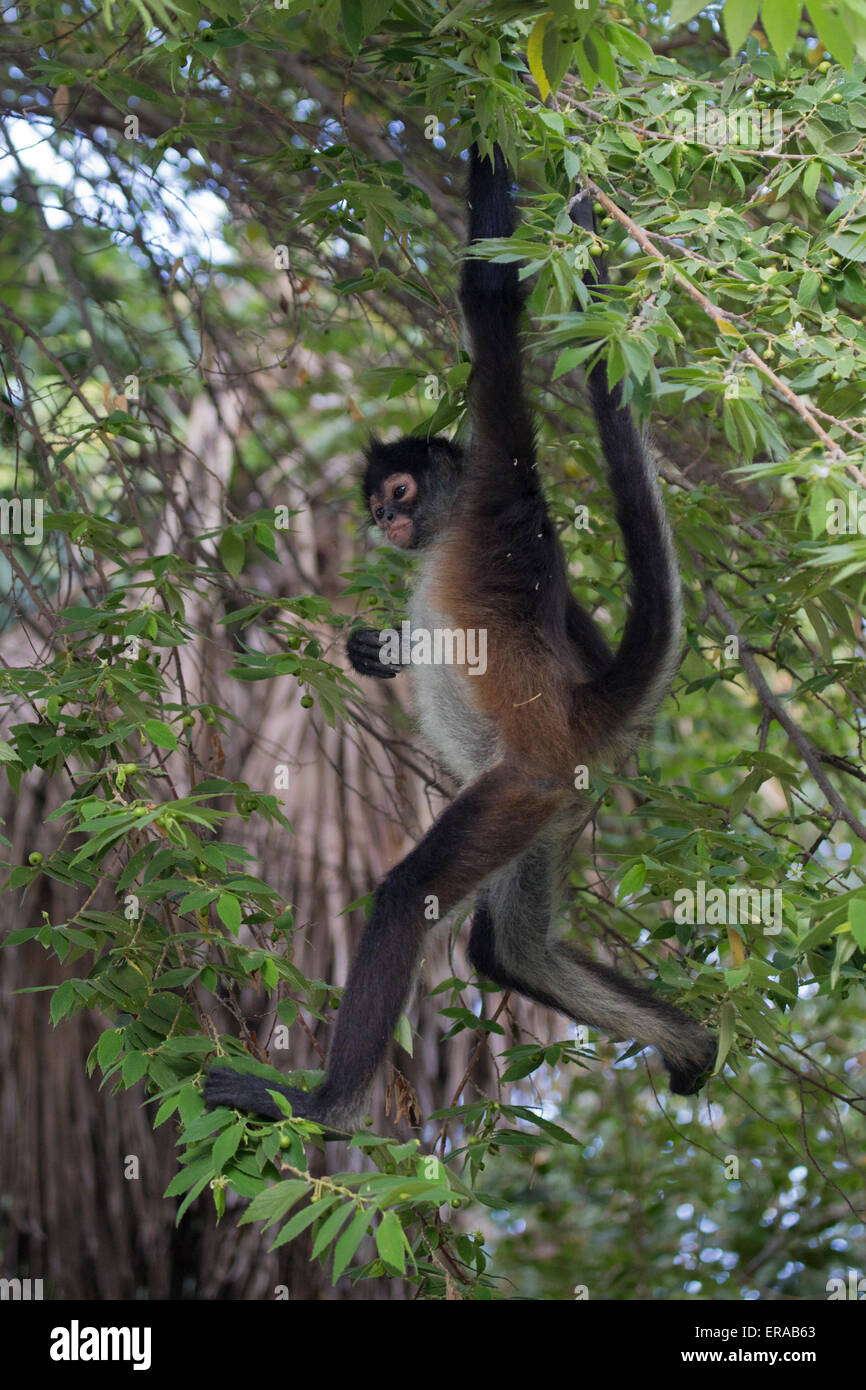 Geoffroy's Spider monkey (Ateles geoffroyi), aka Schwarz Linkshänder Spider Monkey Schwingen durch Wald Stockfoto