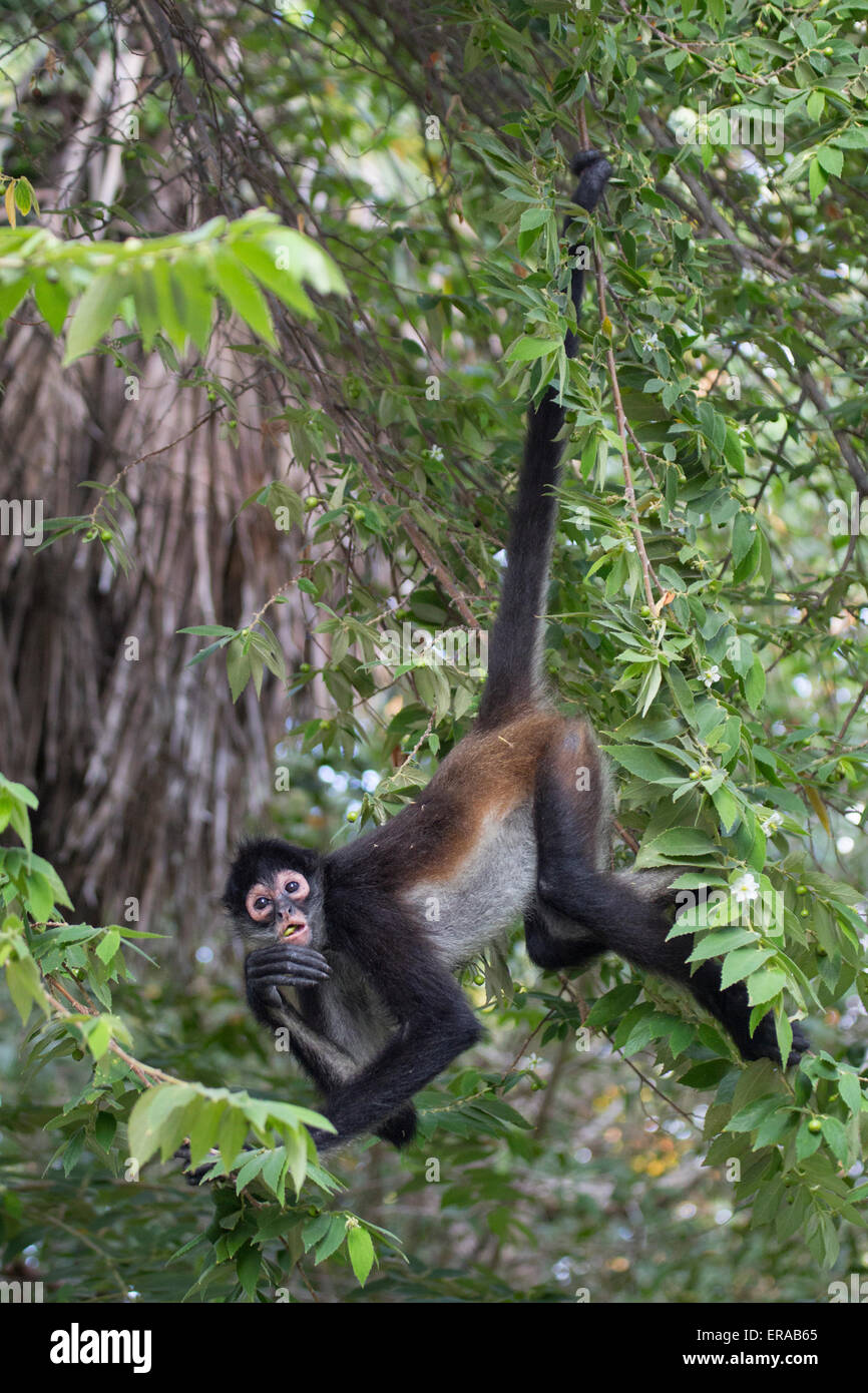 Geoffroys Klammeraffe (Ateles geoffroyi), auch bekannt als Schwarzhändiger Klammeraffe, der am Schwanz hängt, während er in einem Öko-Resort in Yucatan, Mexiko, forscht Stockfoto