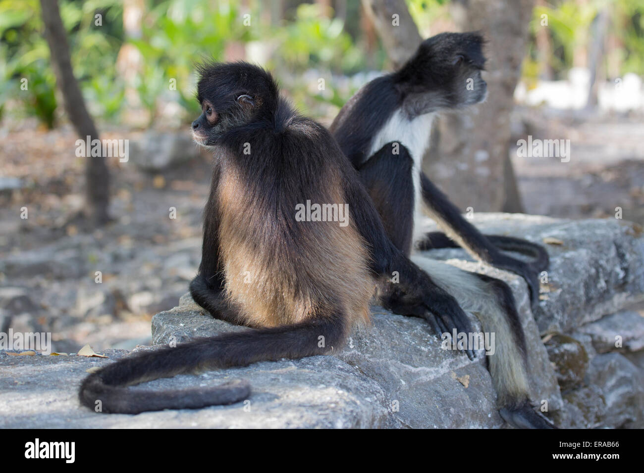 Klammeraffen Stockfoto