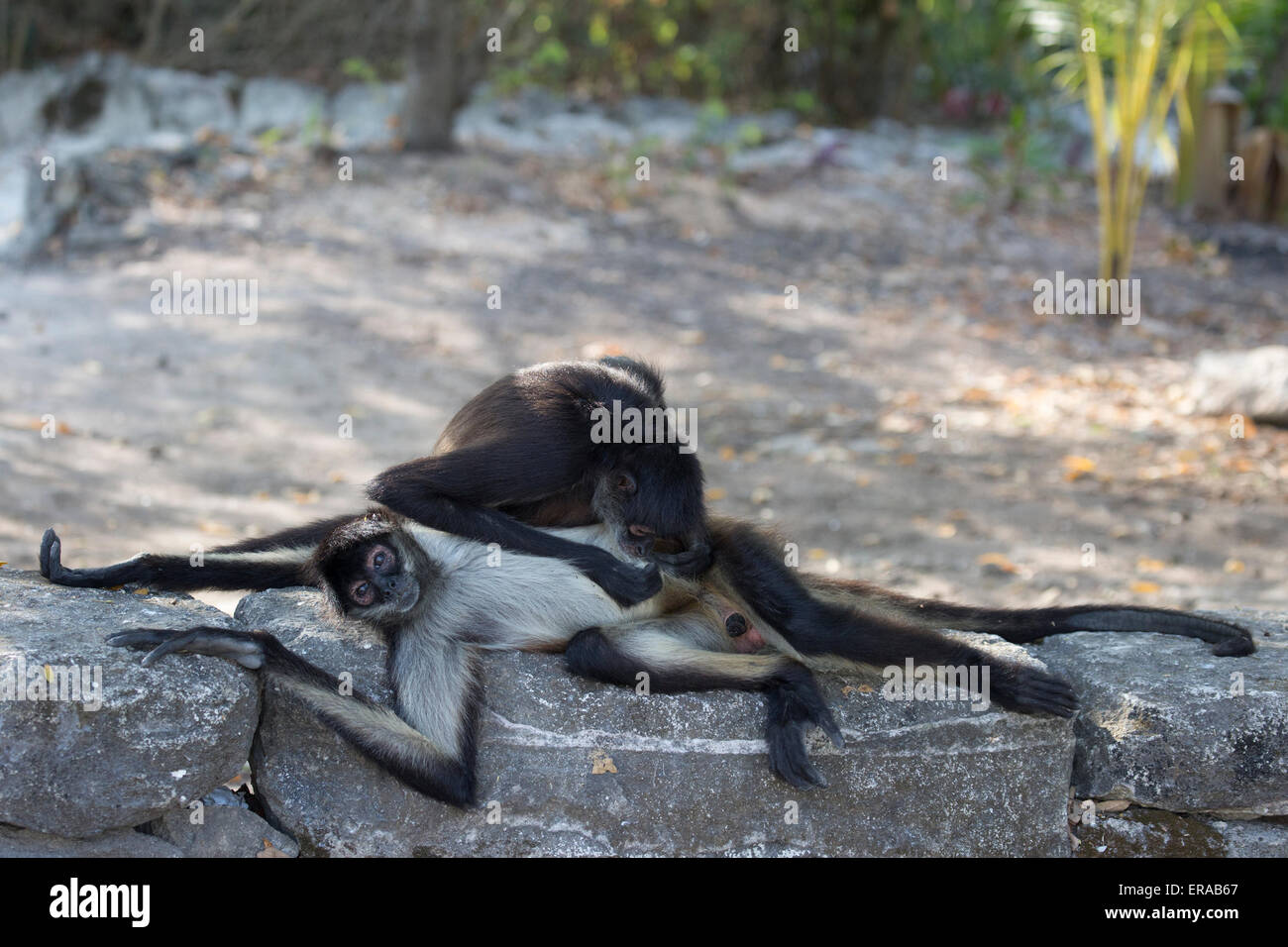 Klammeraffen Pflege Stockfoto