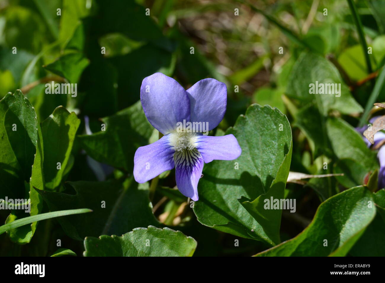 Gemeinsamen blau violett Wildblumen in Iowa Stockfoto