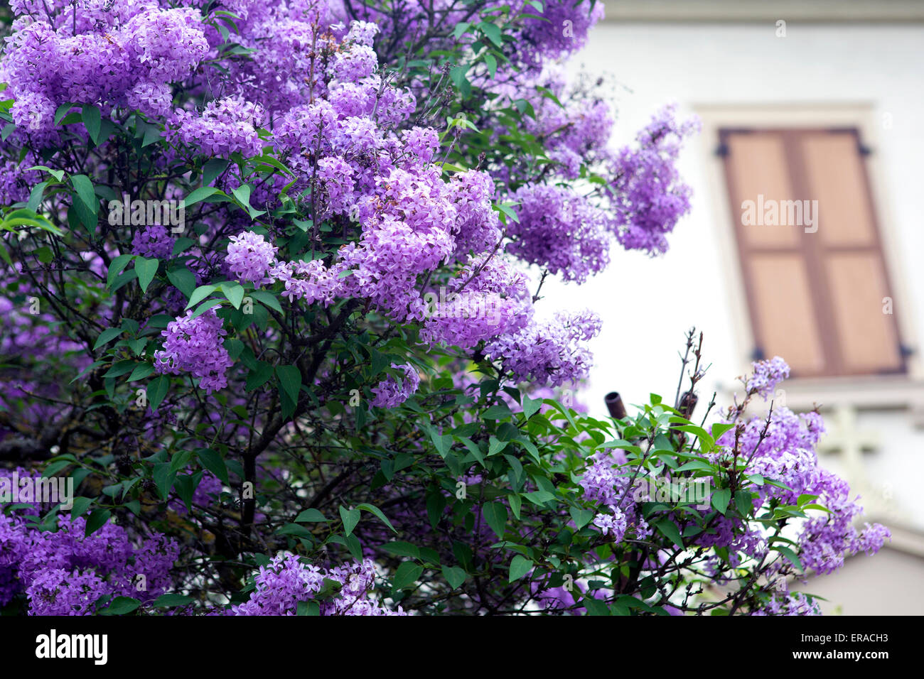 lila Blumen vor ein altes Haus Stockfoto