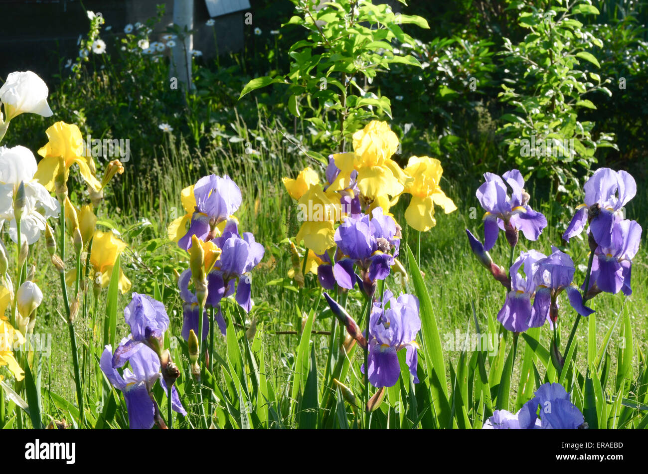 mehrfarbige Iris im Frühlingsgarten Stockfoto