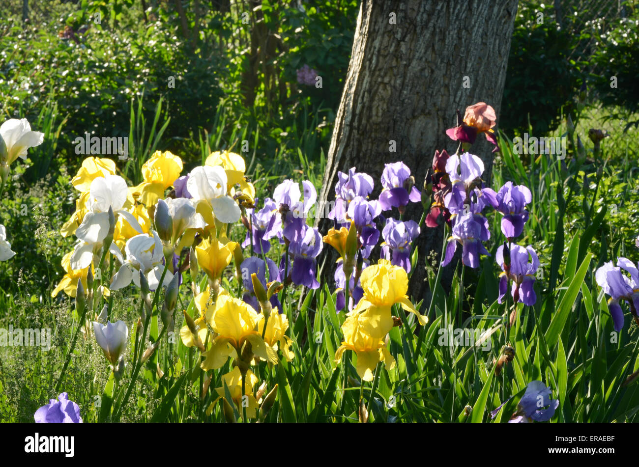 mehrfarbige Iris im Frühlingsgarten Stockfoto