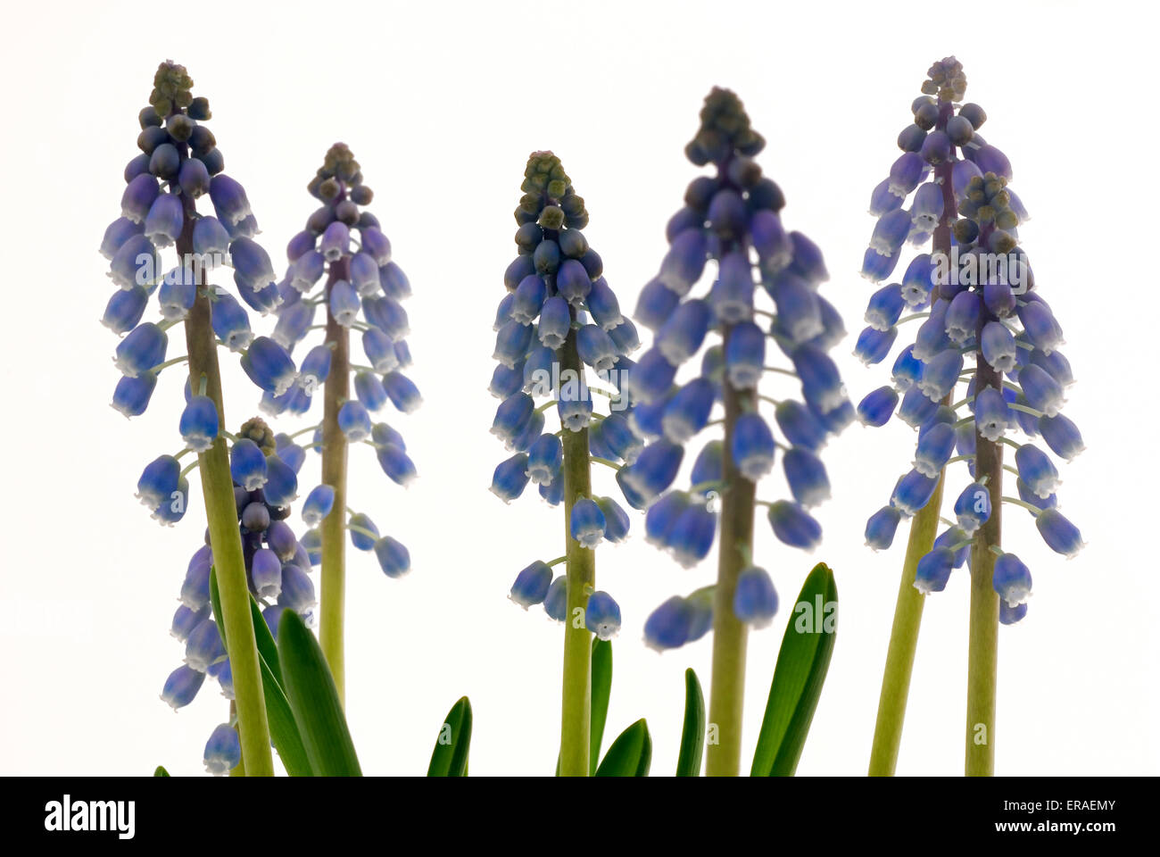 Stärke-Grape Hyacinth (Muscari Neglectum) Blüten Makroaufnahme Nahaufnahme Studioaufnahme Stockfoto