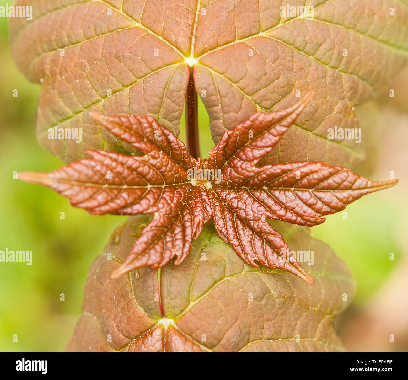 Eine Nahaufnahme von einem neuen japanischen Acer Ahornblatt. Stockfoto
