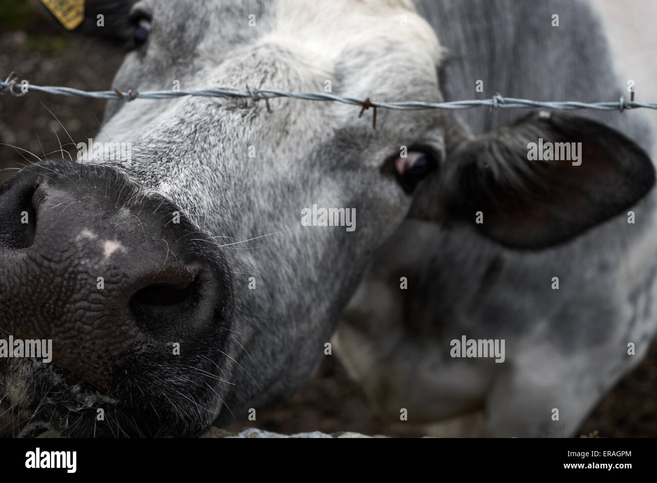 Eine Nahaufnahme von einer Kuh mit der Nase in Richtung Kamera unter einem Stacheldrahtzaun. Stockfoto