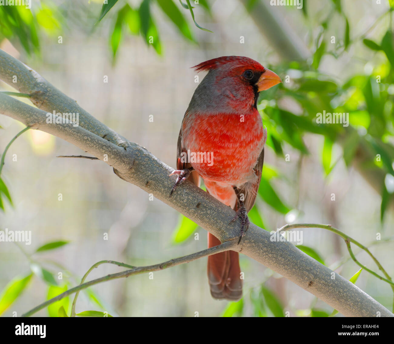 Pyrrhuloxia (Cardinalis Sinuatus) männlich ist gebürtiger Wüste Kardinal im nordamerikanischen Südwesten in Nordmexiko. Stockfoto