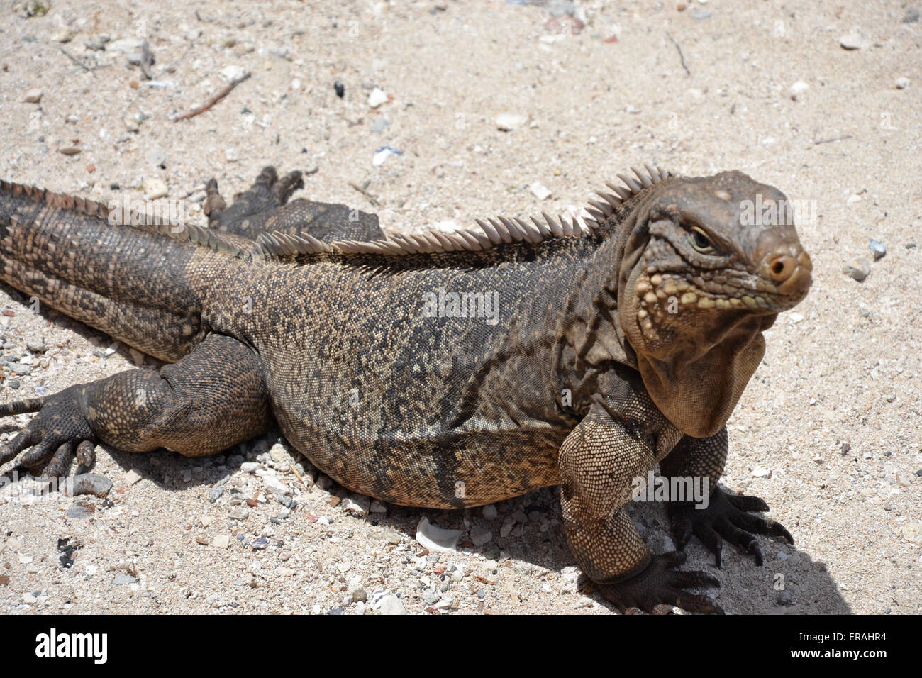 Leguan Echse Stockfoto