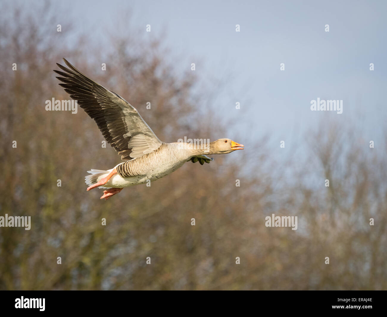 Rosa footed Goose, Anser Brachyrhynchus im Flug. Stockfoto