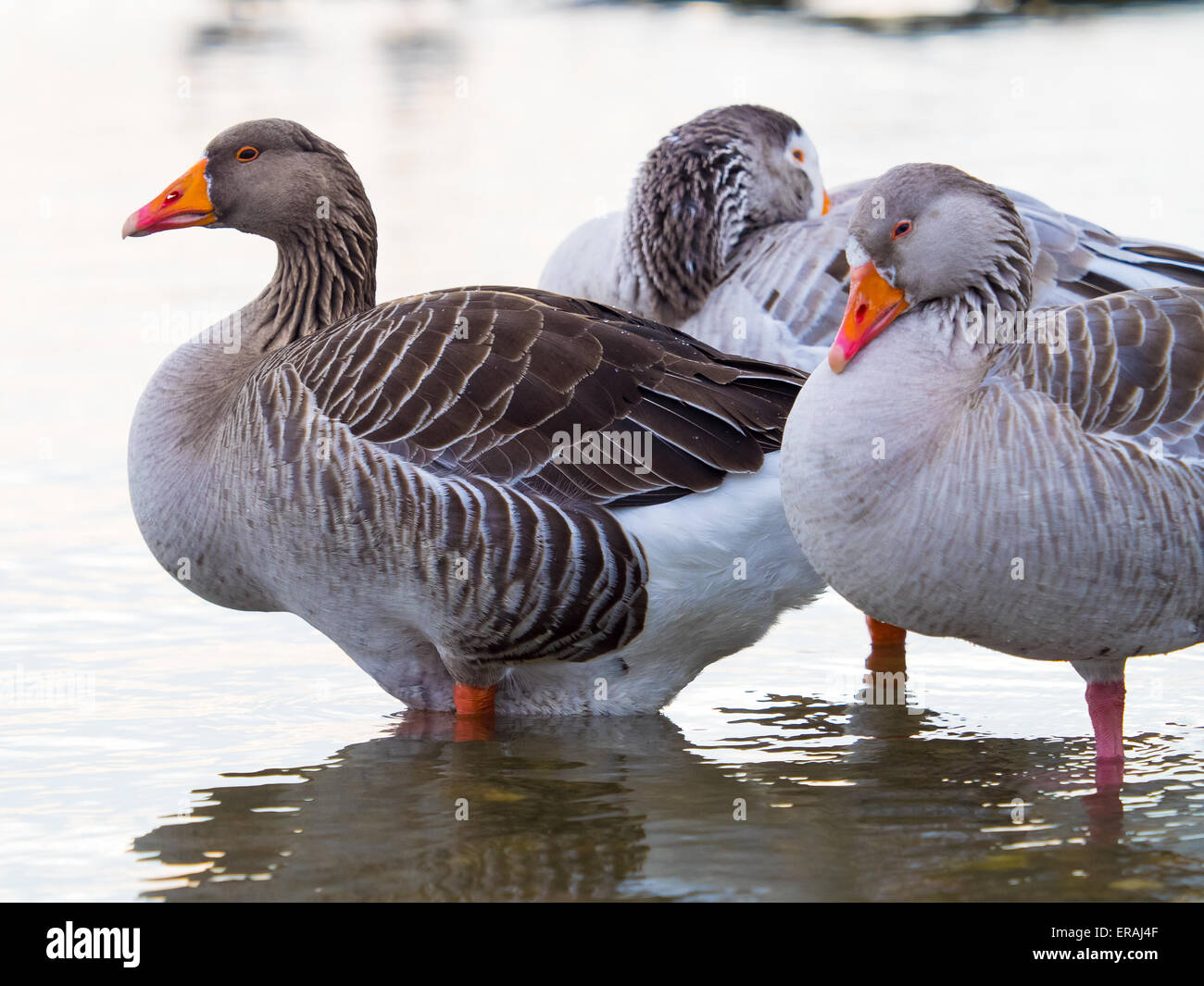 Rosa footed Gänse, Anser Brachyrhynchus. Stockfoto