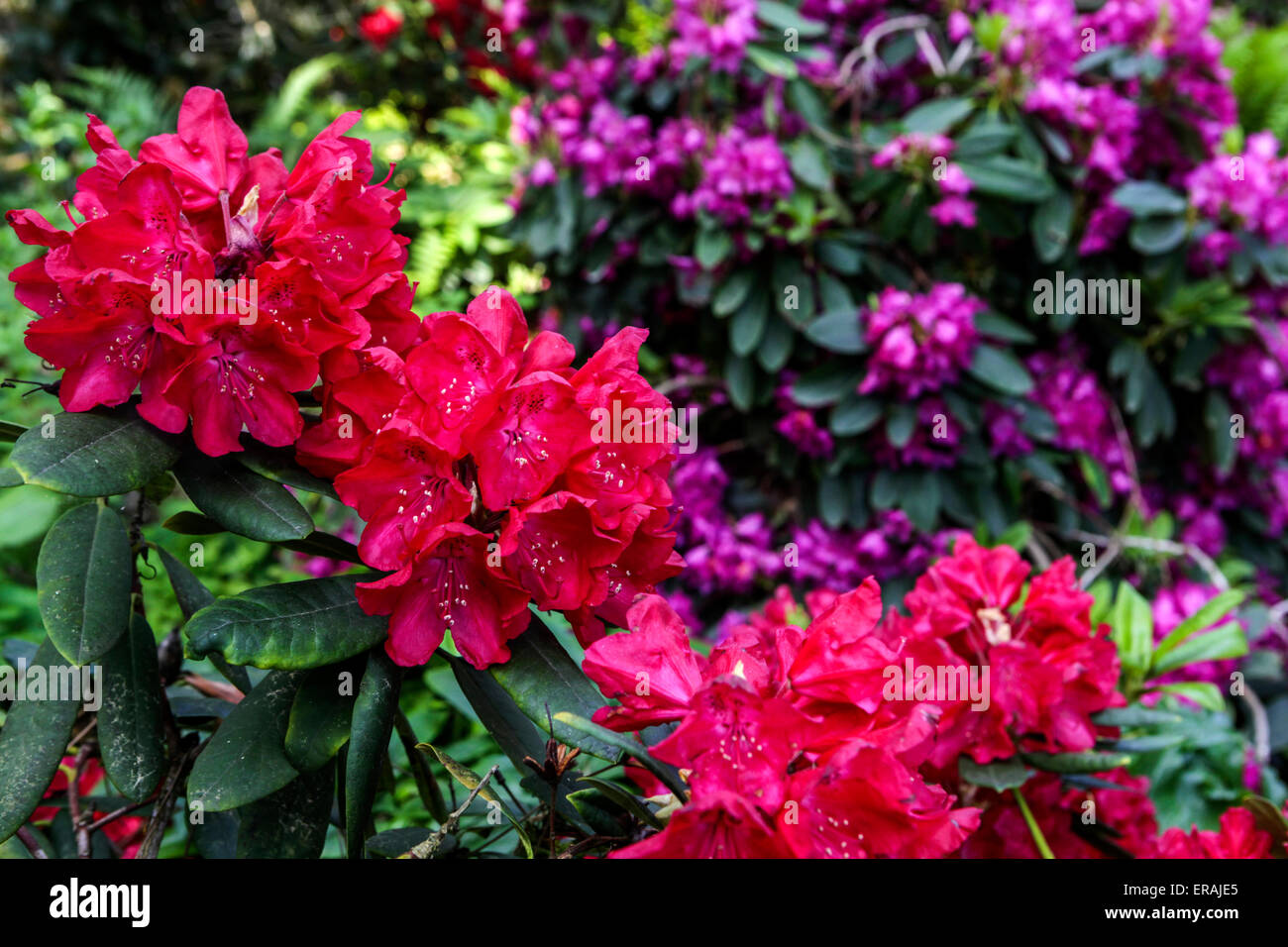 Rot Rhododendron in voller Blüte, Sträucher Garten Grenze Stockfoto