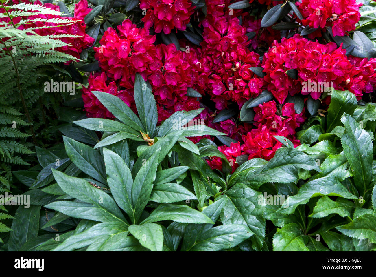 Rot Rhododendron in voller Blüte, Garten Strauch Blumen Stockfoto