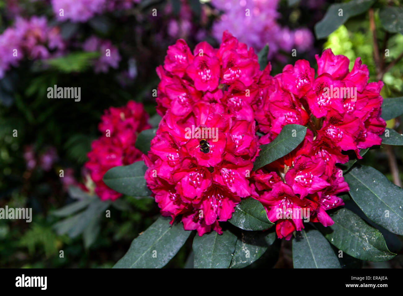 Rot Rhododendron in voller Blüte, Garten strauch Pflanze Stockfoto