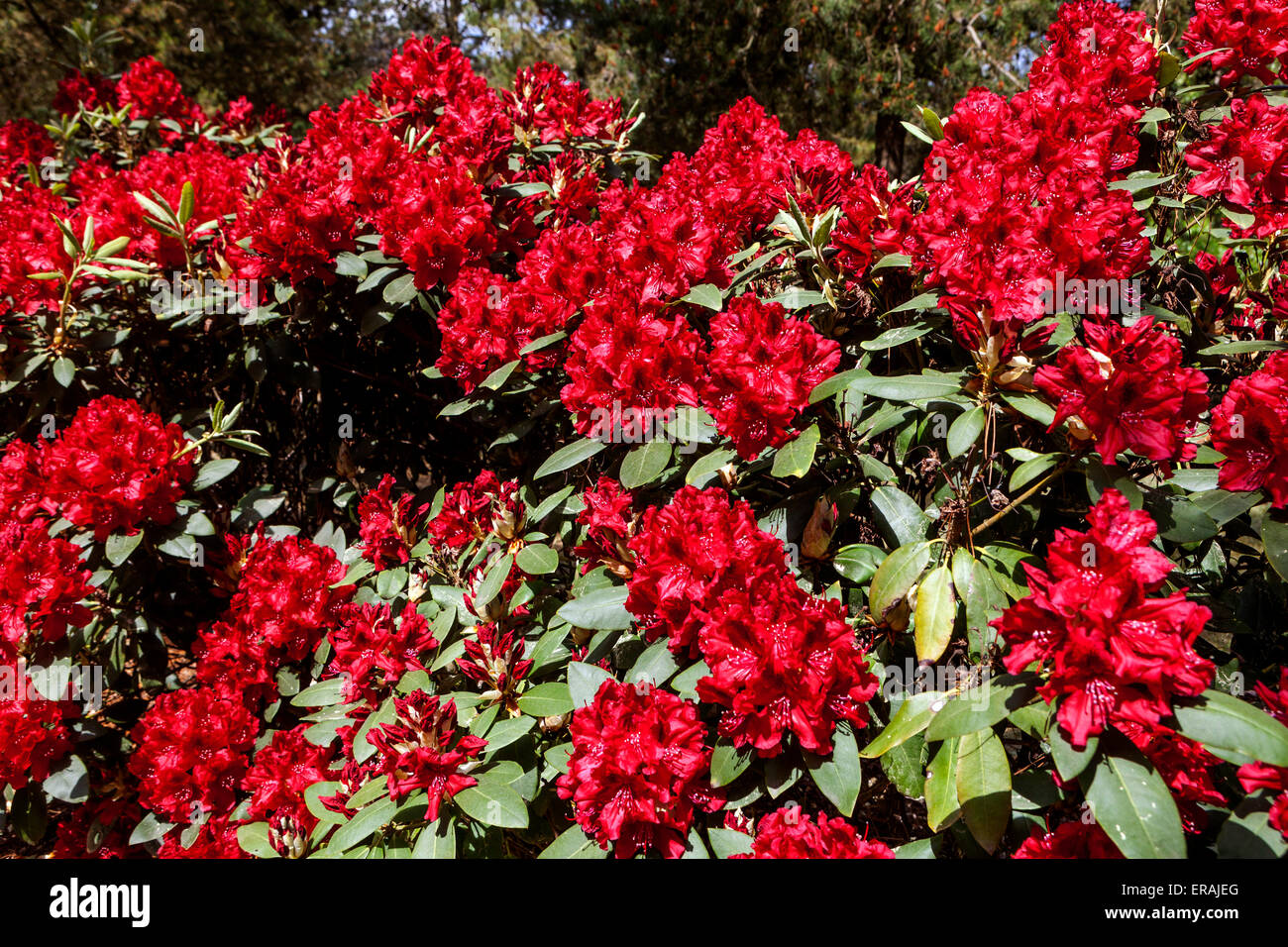 Schöne Rhododendron Erato, rote Blüte im Garten Stockfoto