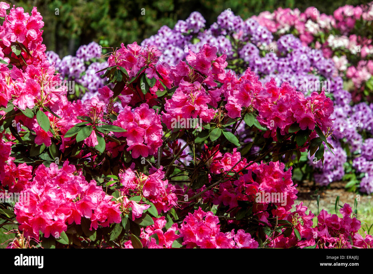 Purple Rhododendron in voller Blüte, Garten strauch Grenze Stockfoto
