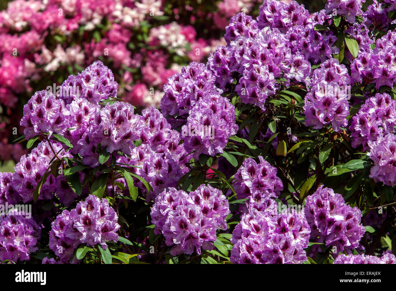 Purple Rhododendron Pfauenauge in voller Blüte lila Garten Stockfoto
