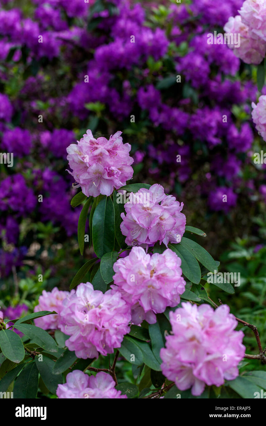 Rhododendron Abraham Lincoln in voller Blüte Stockfoto