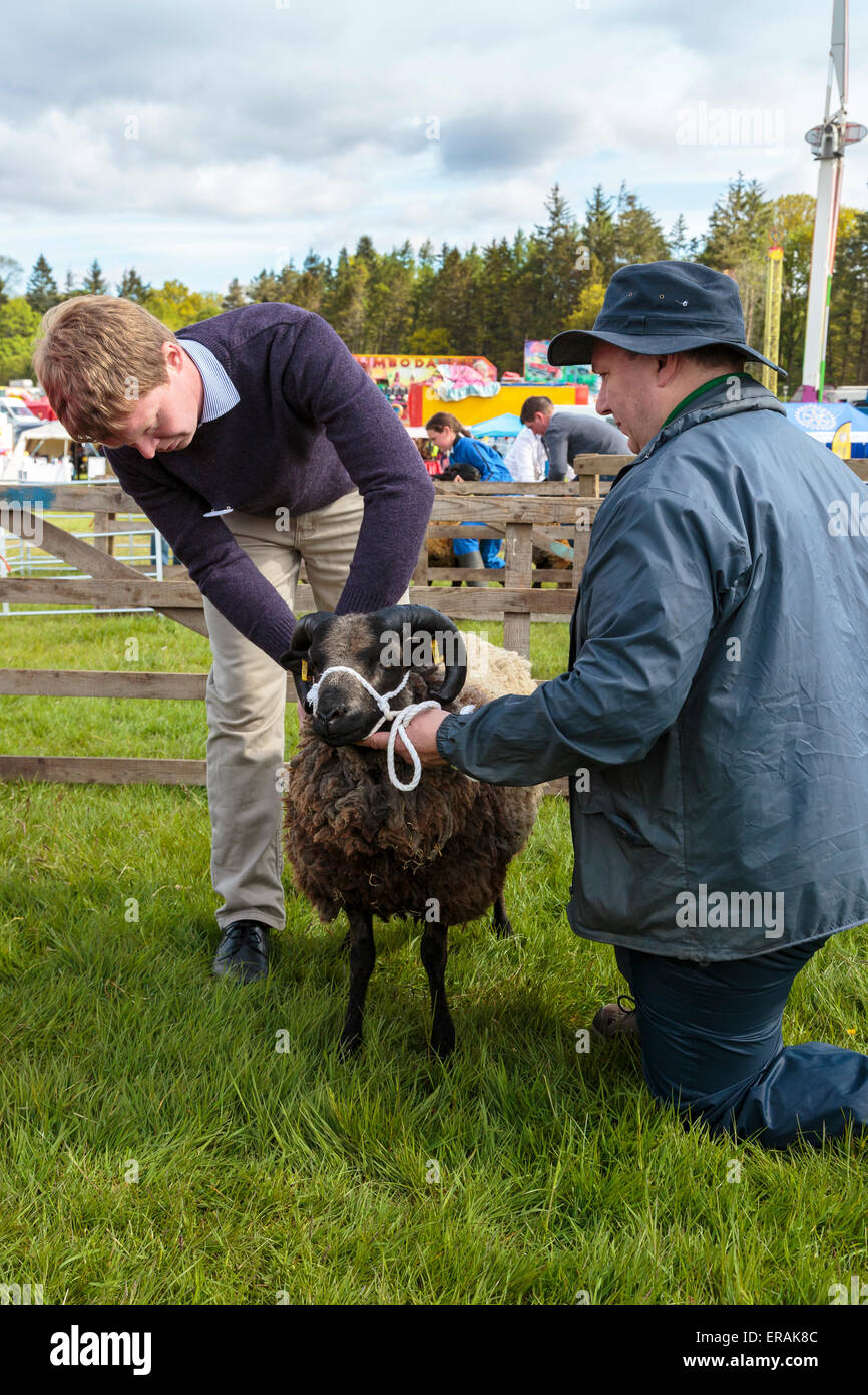 Richter, untersucht ein Schaf auf einer Land-Messe, Drymen, in der Nähe von Glasgow, Scotland, UK Stockfoto