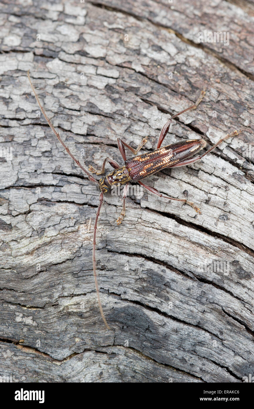 Eukalyptus Longhorn Beetle oder gemeinsame Eukalyptus Alpenbocks Stockfoto