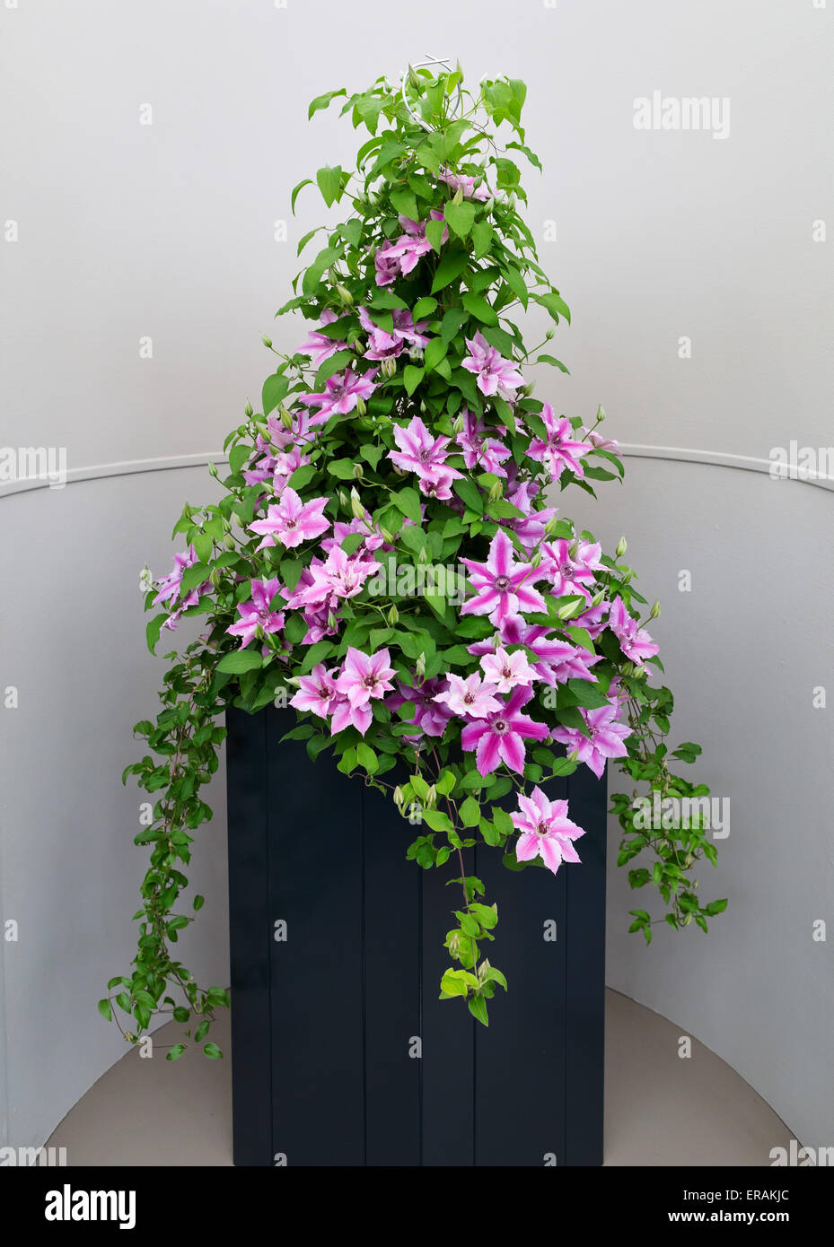 Clematis (Butterblume Familie Butterblume) Blume in der großen Pavillon auf der RHS Chelsea Flower Show 2015 anzeigen Stockfoto