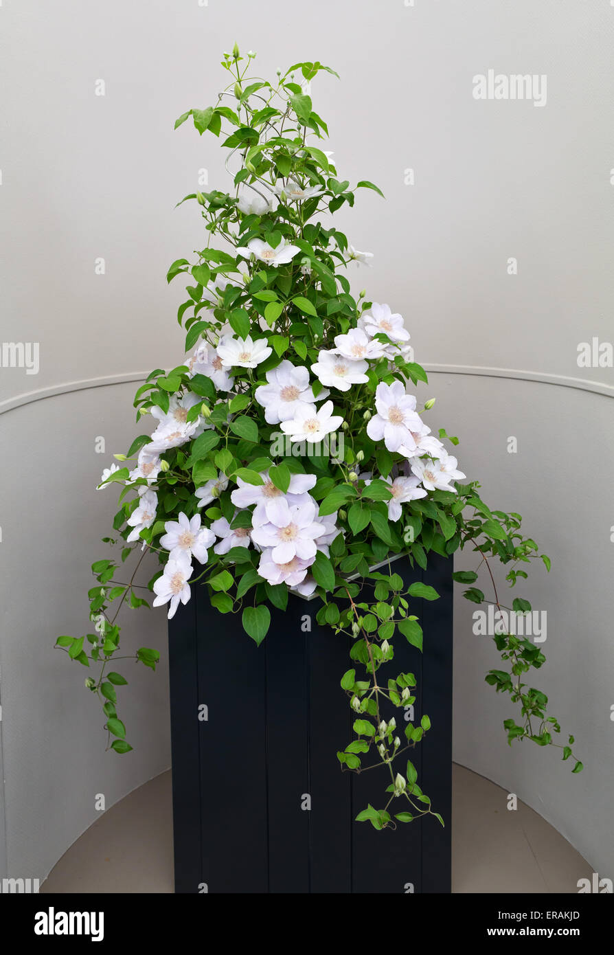 Clematis (Butterblume Familie Butterblume) Blume in der großen Pavillon auf der RHS Chelsea Flower Show 2015 anzeigen Stockfoto