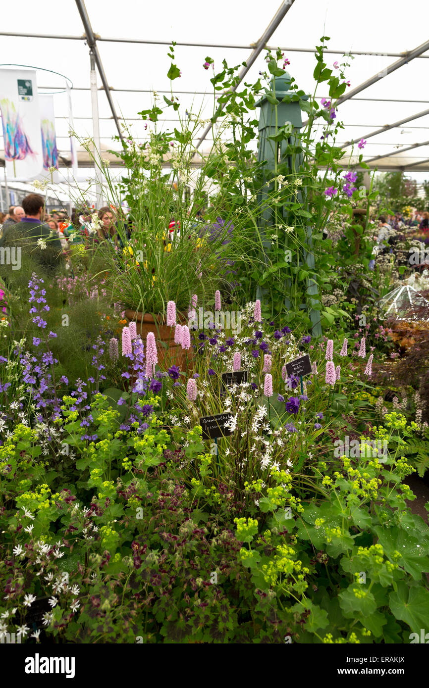 Barnsdale Gärten Blume Display an den großen Pavillon auf der RHS Chelsea Flower Show 2015 Stockfoto