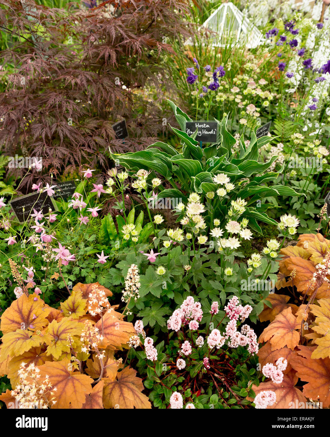 Barnsdale Gärten Blume Display an den großen Pavillon auf der RHS Chelsea Flower Show 2015 Stockfoto