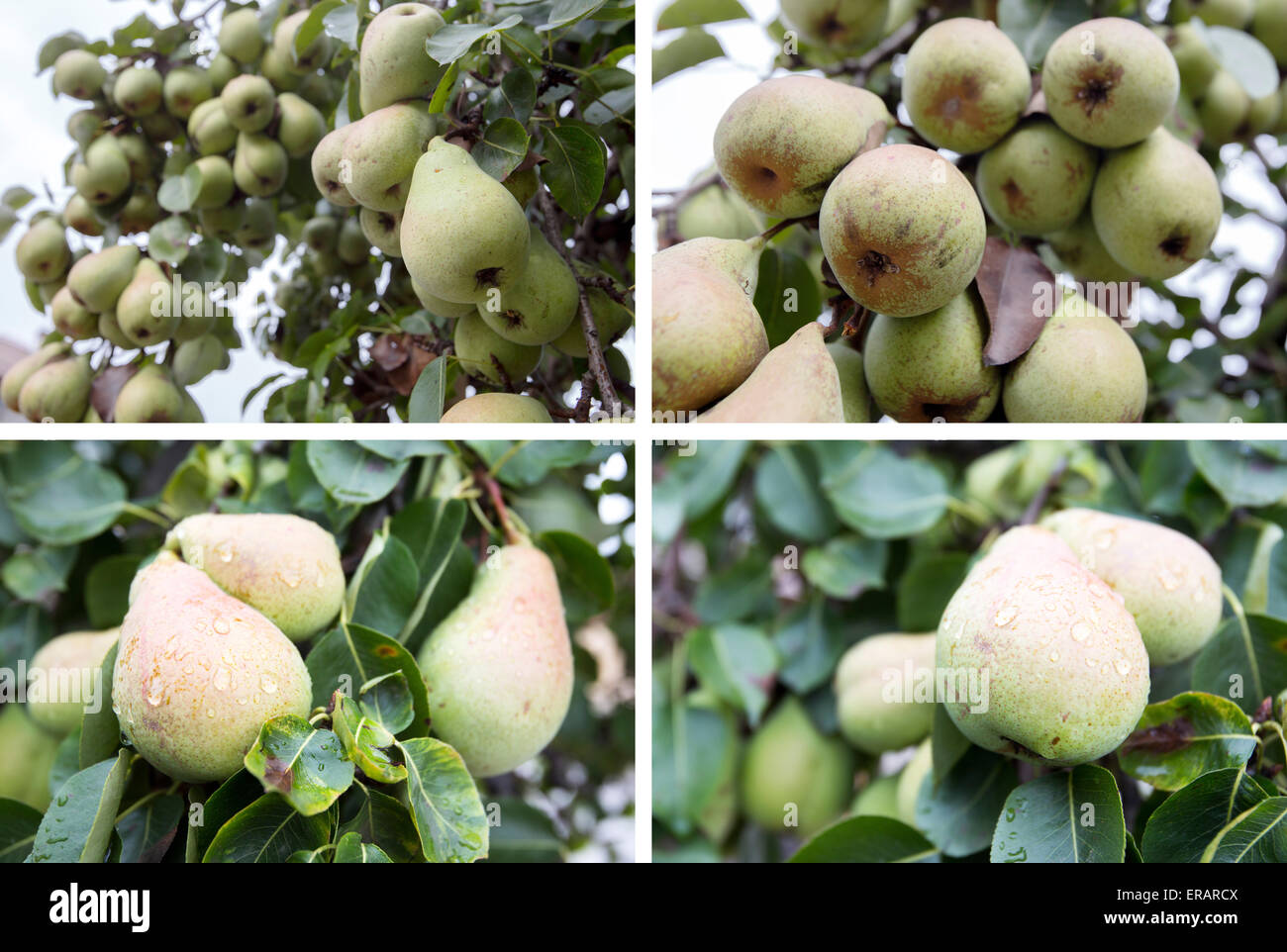 Foto-Kombination von vielen grünen Birnen auf einem Ast eines Baumes. Stockfoto