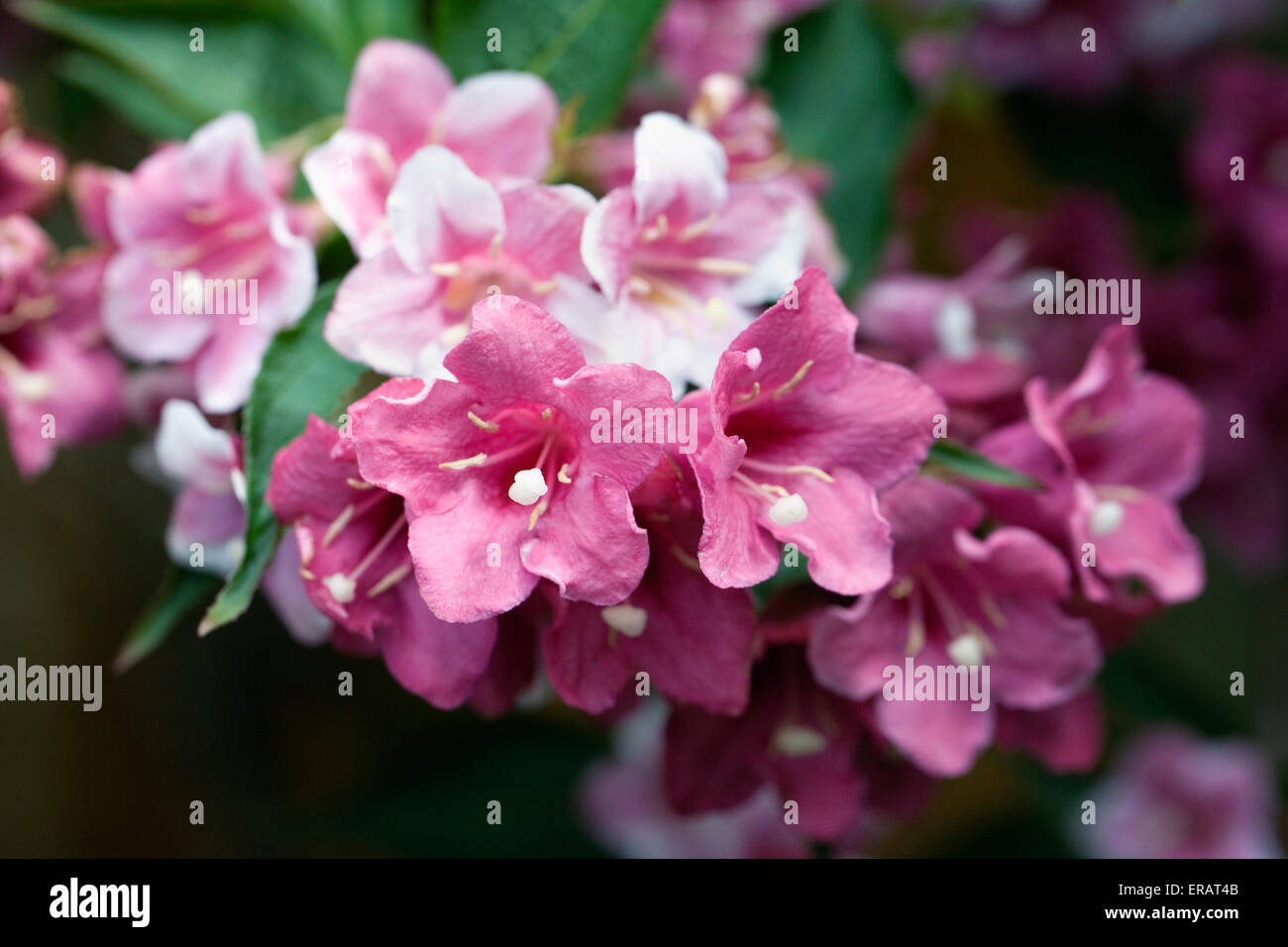 Weigela Florida Blumen. Stockfoto