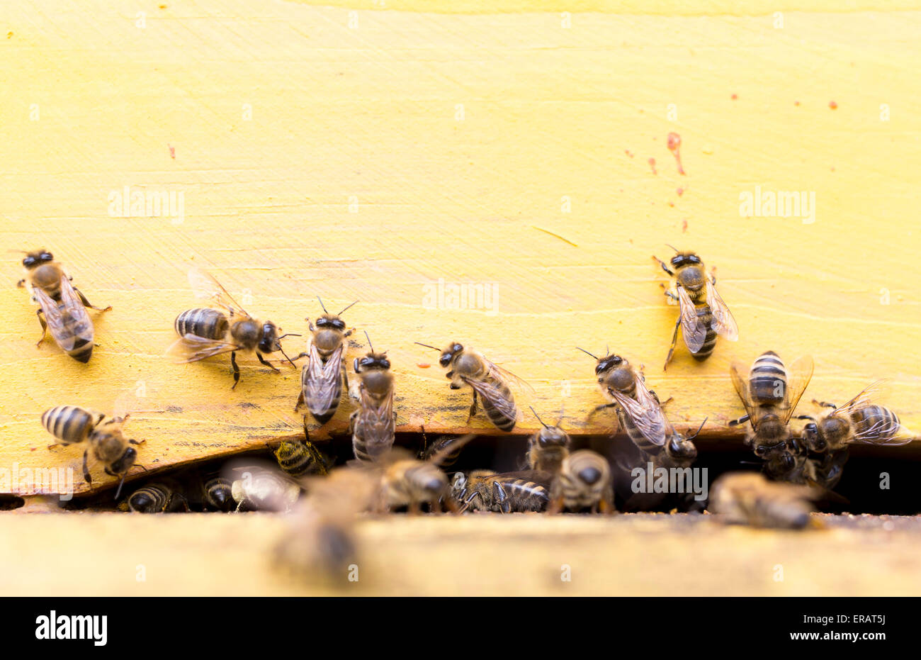 Honigbienen sind ein-und eine gelbe Bienenstock sammeln Honig Pollen fliegen. Stockfoto