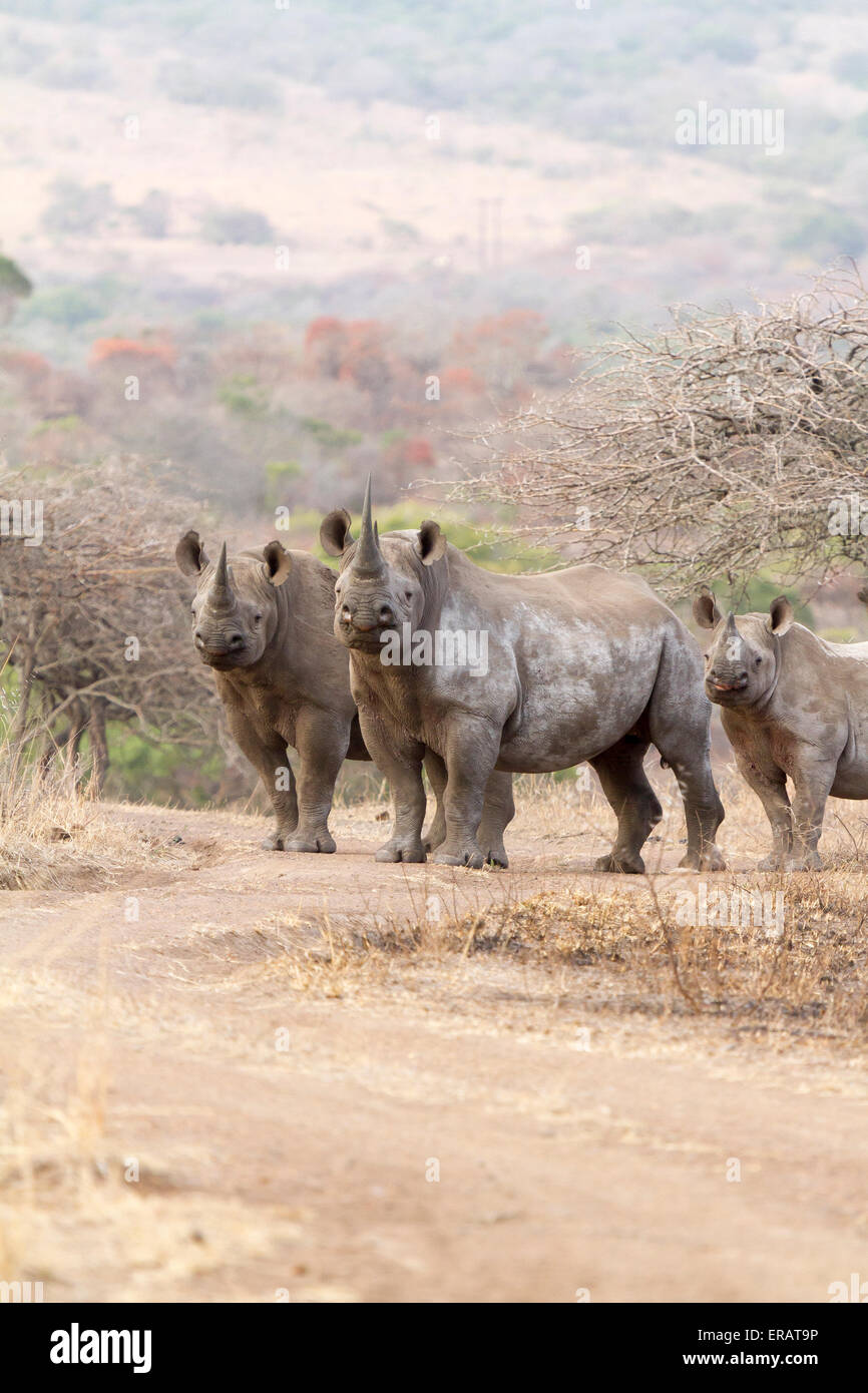 Mütterliche Familie Gruppe von drei Spitzmaulnashorn (Diceros Bicornis), Kalb Phinda Private Game Reserve, Südafrika Stockfoto