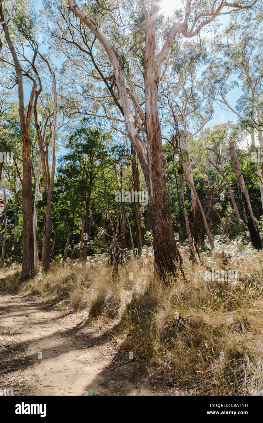 Wanderweg rund um die Basis des Hanging Rock (Mt. Diogenes), Hanging Rock Recreation Reserve, Macedon Ranges, Victoria, Australien Stockfoto