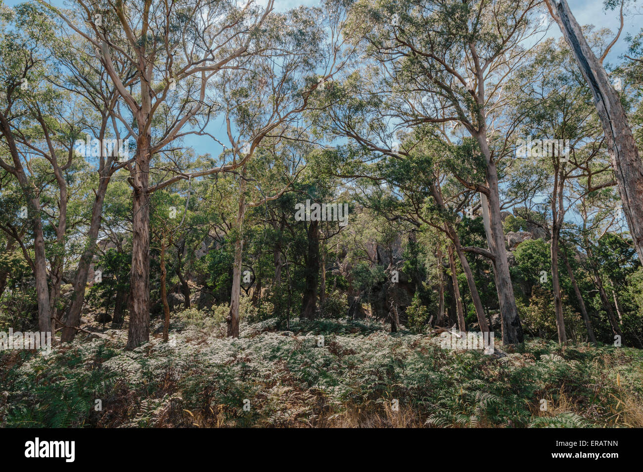 Hanging Rock (Mt. Diogenes) Erholung Reserve, Macedon Ranges, Victoria, Australien Stockfoto