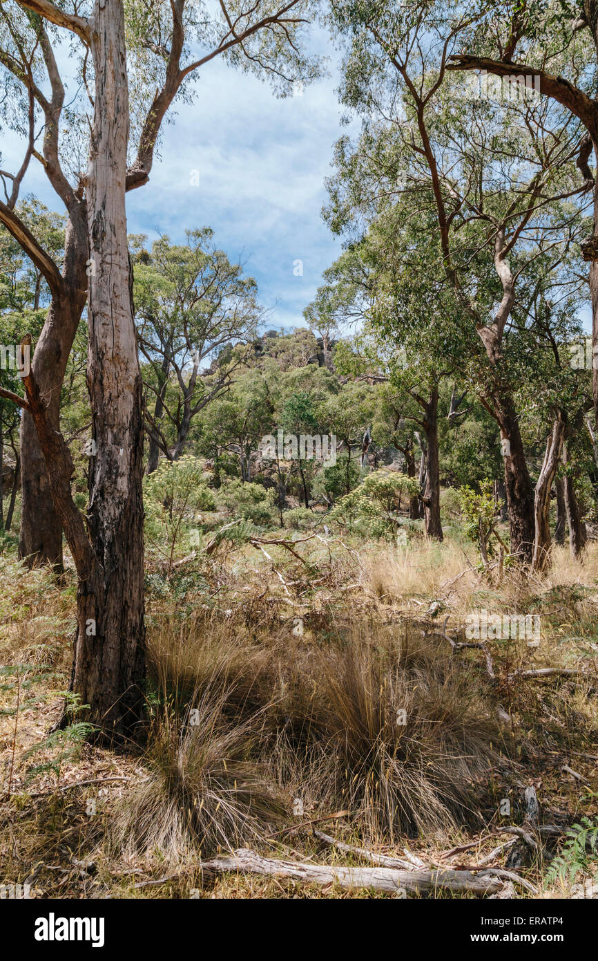 Hanging Rock (Mt. Diogenes) Erholung Reserve, Macedon Ranges, Victoria, Australien Stockfoto