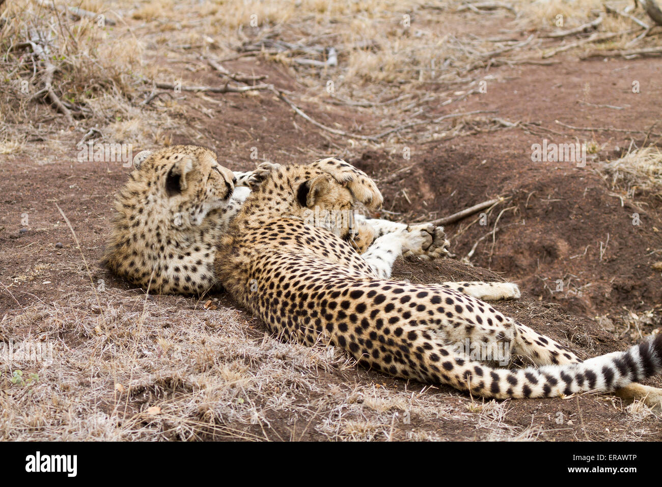Gepard Cub Pflege Mutter, Acinonyx Jubatus, Südafrika, Stockfoto