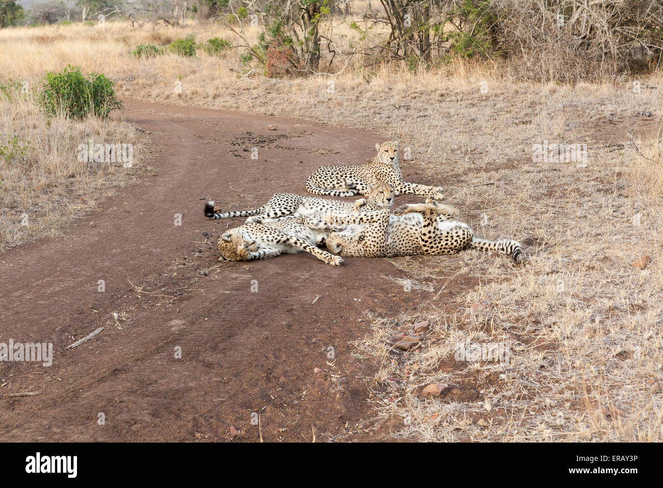 Mutter Gepardin mit vier Geparden jungen, Acinonyx Jubatus, ruht auf Feldweg, Südafrika, Stockfoto