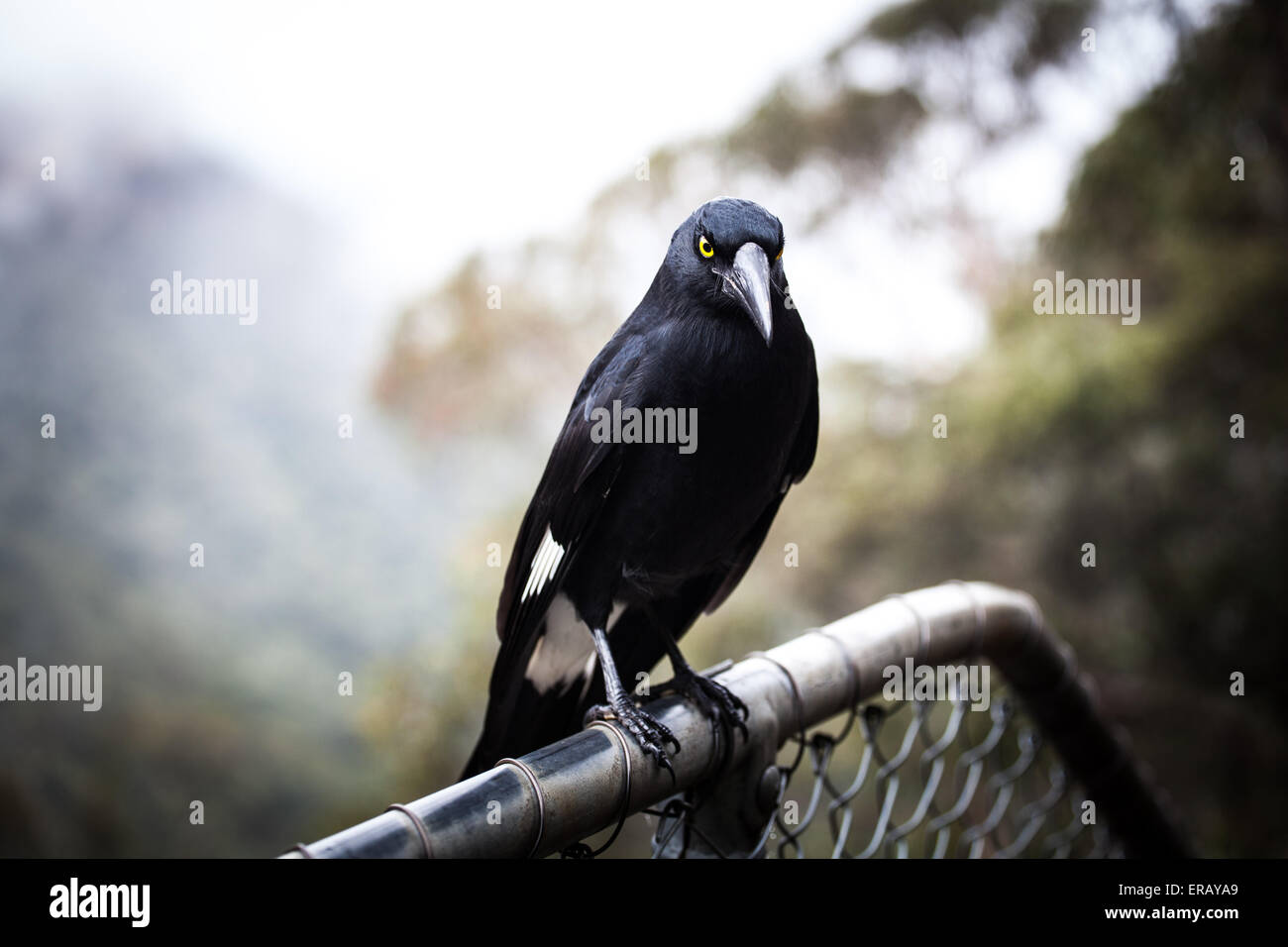 Australische Vogel-Pied Currawong, extreme Nahaufnahme. Stockfoto