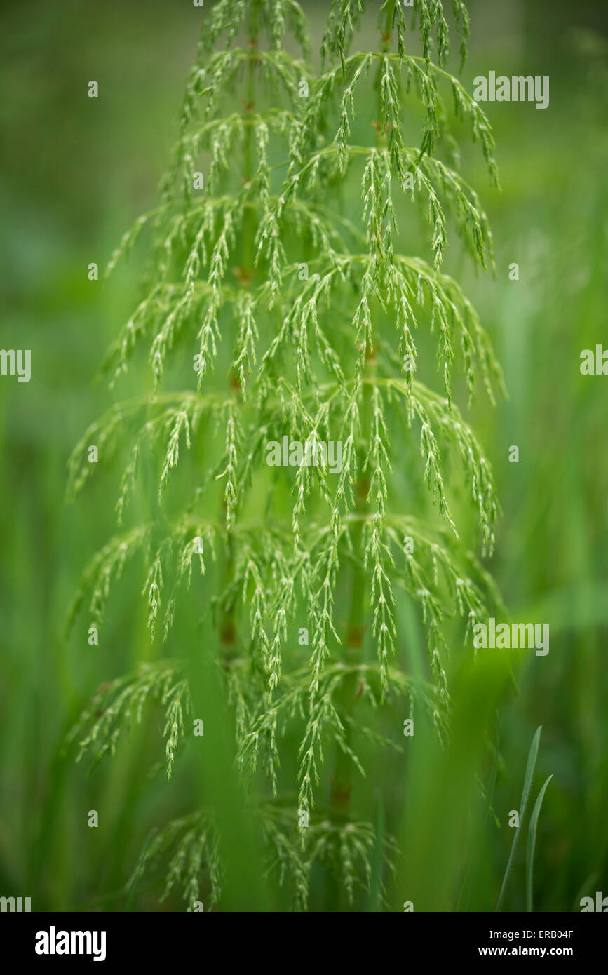 Schönes Laub von einer wilden Equisetum (Stuten Tail) mit weichen grünen Umgebung. Stockfoto