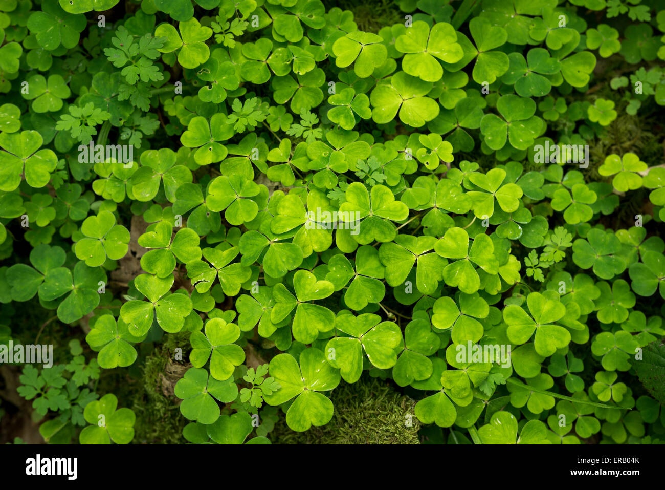 Laub von einem Sauerklee-Pflanze wächst in einem englischsprachigen Wald. Stockfoto