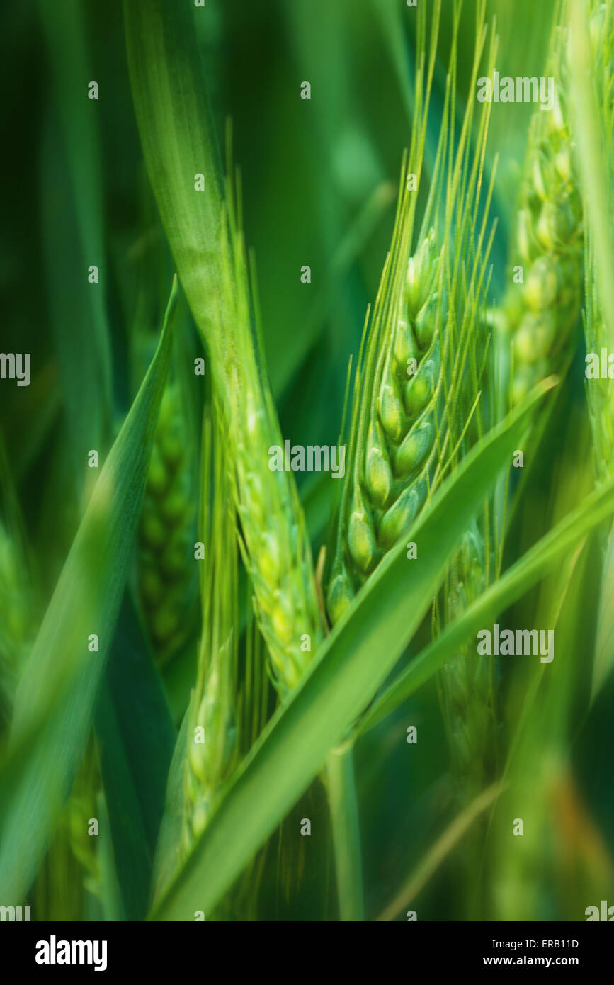 Grünen Weizen Kopf in kultivierten Agrarbereich, frühen Stadium der Landwirtschaft Pflanzenentwicklung, selektiven Fokus Stockfoto