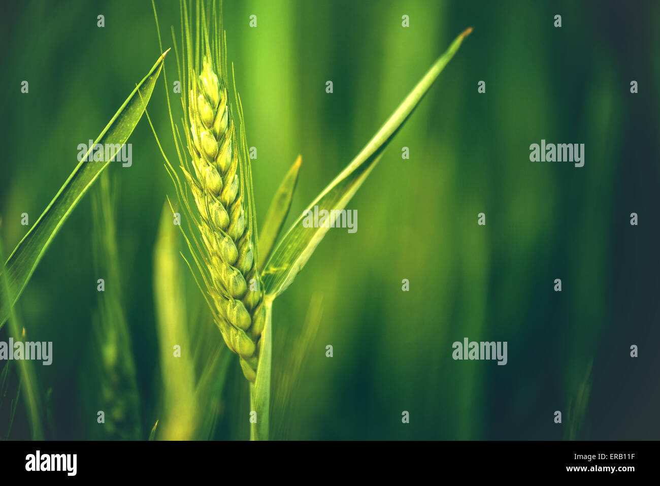 Grünen Weizen Kopf im Agrarbereich kultiviert, frühen Stadium der Landwirtschaft Pflanzenentwicklung, Retro getönten Bild Stockfoto