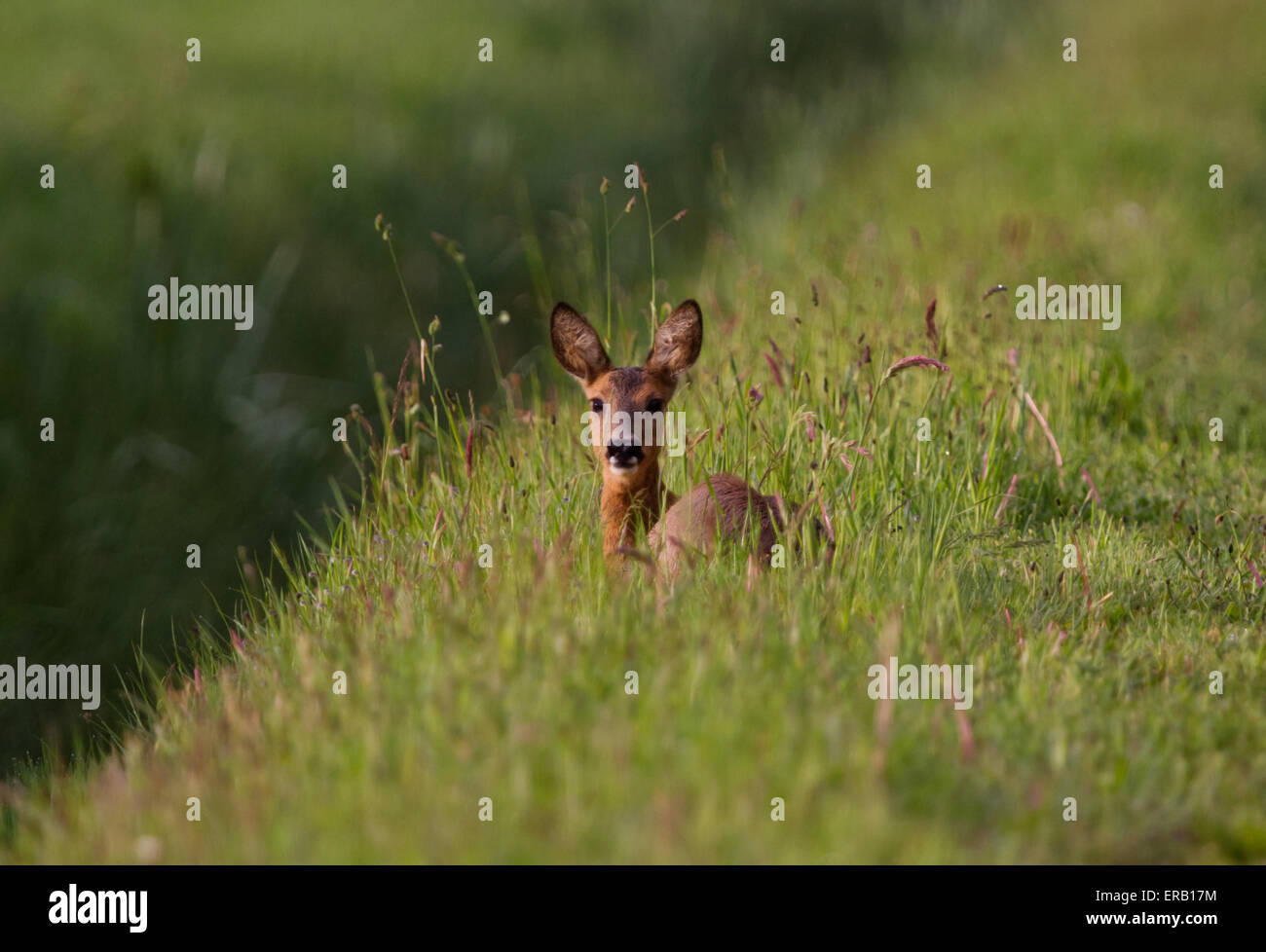 Weibliche Rehe (Doe) im Rasen neben einem Graben liegend Stockfoto
