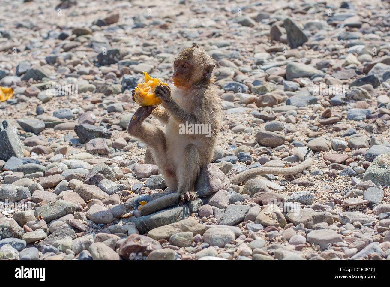 Affe isst rohes mango Stockfoto