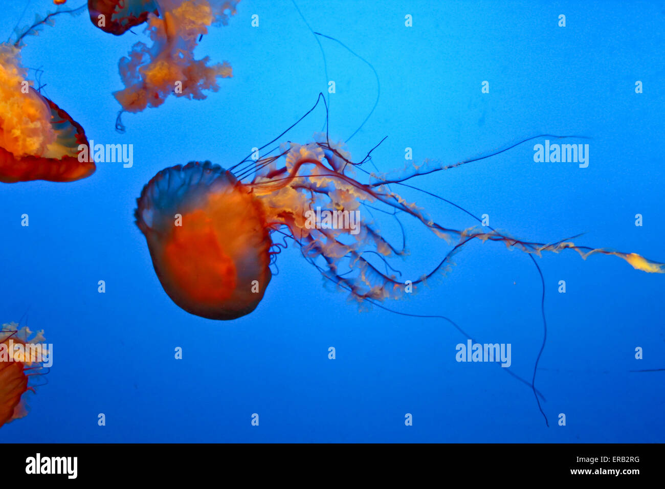 Unglaublich schöne marinen Organismen der Welt Quallen - Abstammungsverhältnisse. Stockfoto