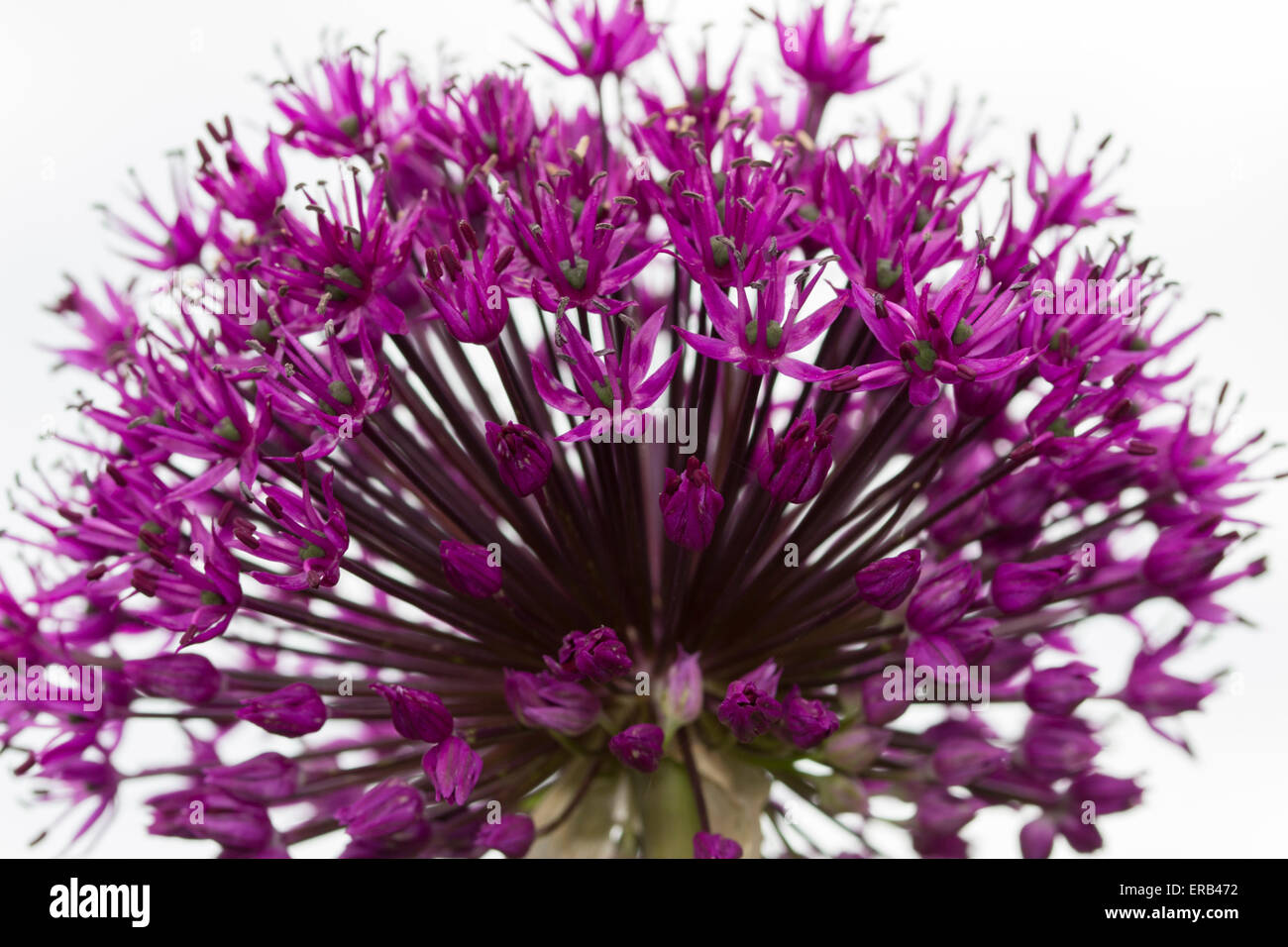 Kugelige Kopf von Allium 'Purple Sensation' vor einem weißen Hintergrund Stockfoto