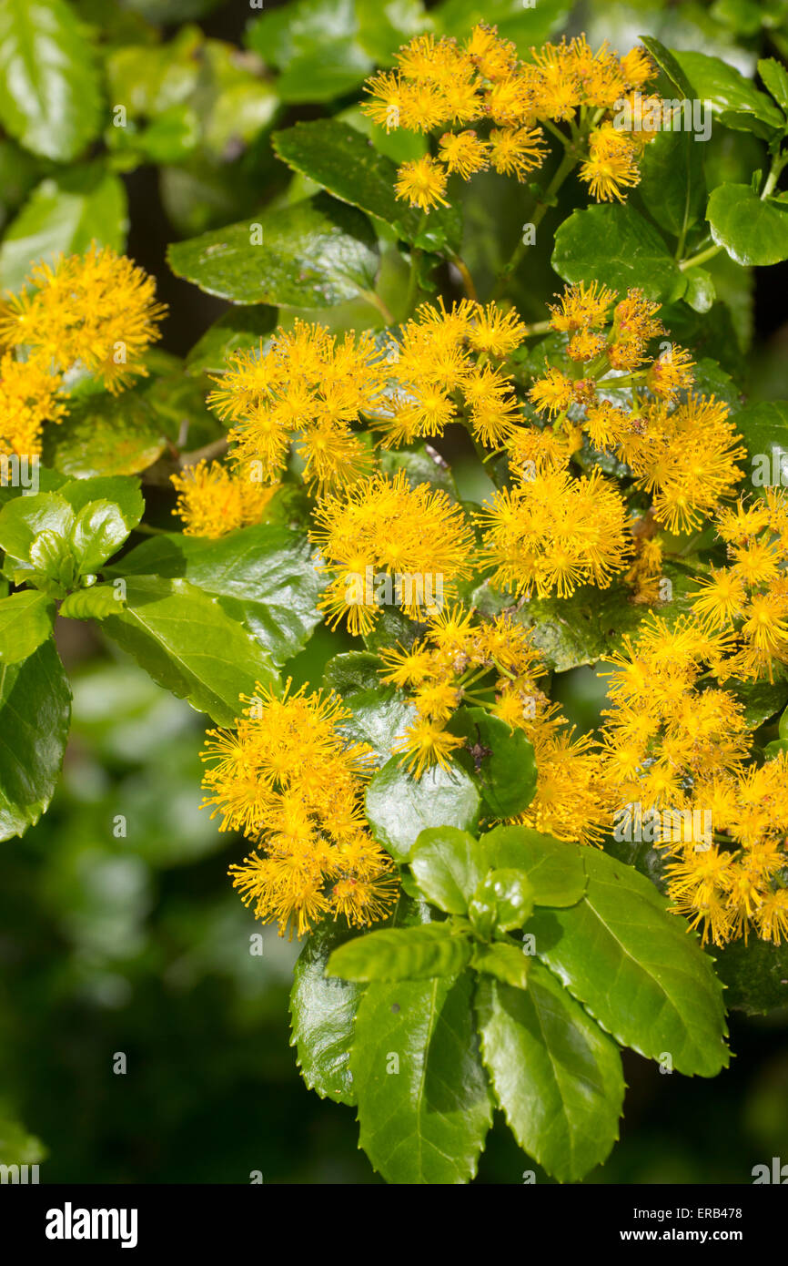 Pompon-Blumen von der chilenischen immergrüner Strauch, Azara serrata Stockfoto