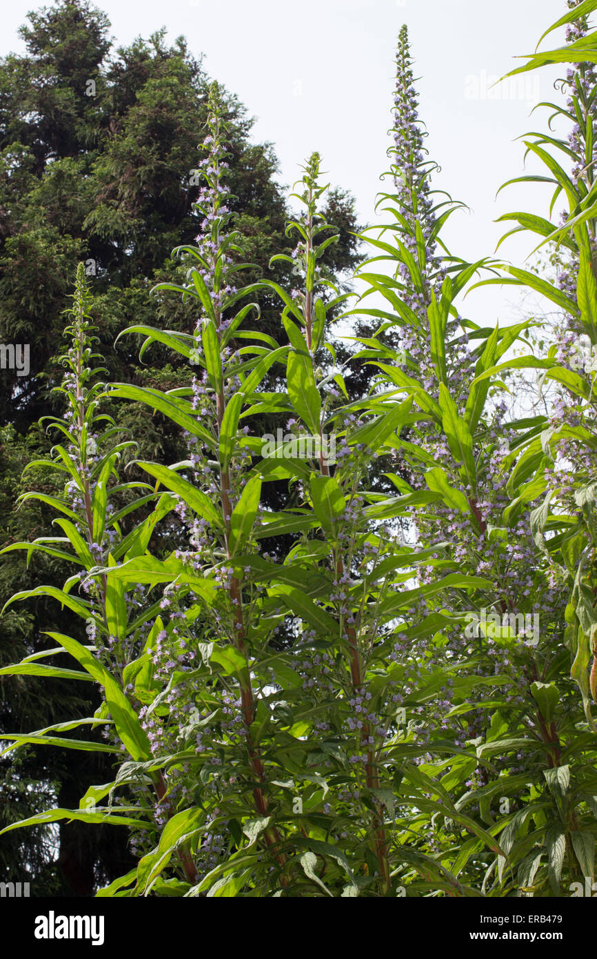 Hohen Spitzen des riesigen viper's Bugloss, Echium pininana Stockfoto