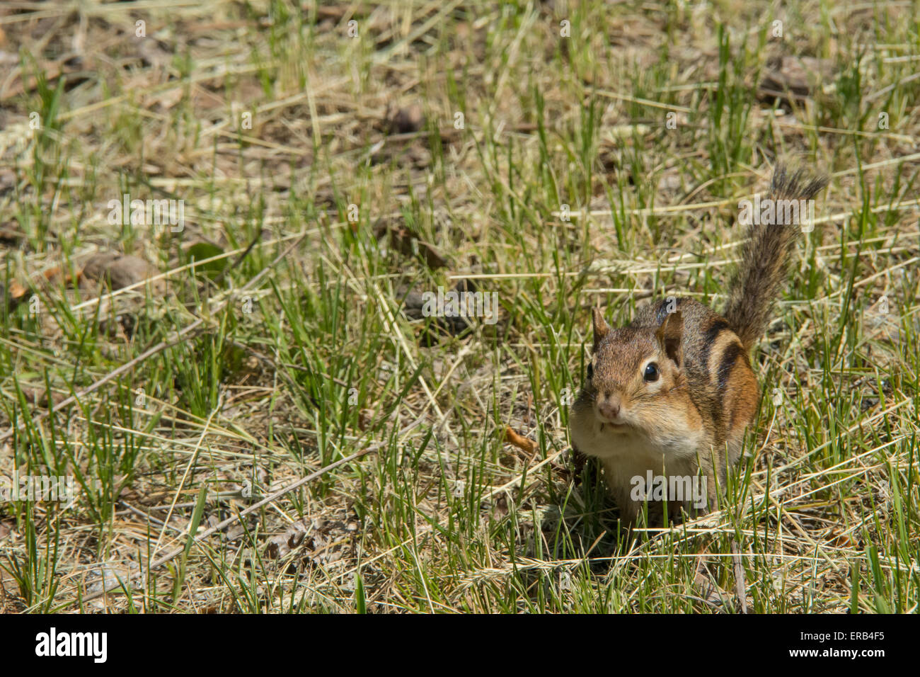 Chipmunk Stockfoto