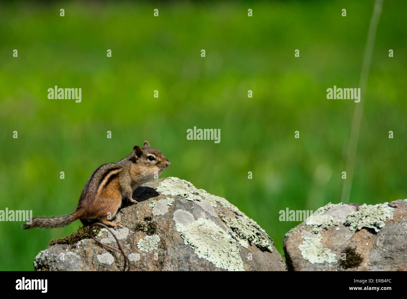 Chipmunk Stockfoto